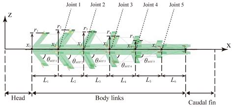 Biomimetic Soft Underwater Robot Inspired by the Red Muscle and Tendon ...
