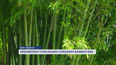 Greenburgh passes new law banning bamboo