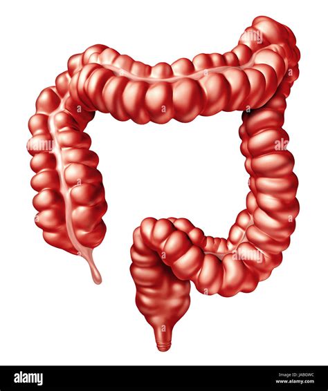 Digestive System Colon