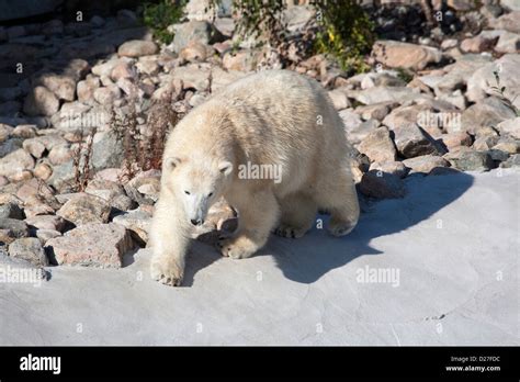 Polar Bear Ranua Zoo 的图像结果