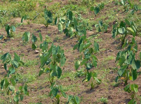 Rwanda Agriculture