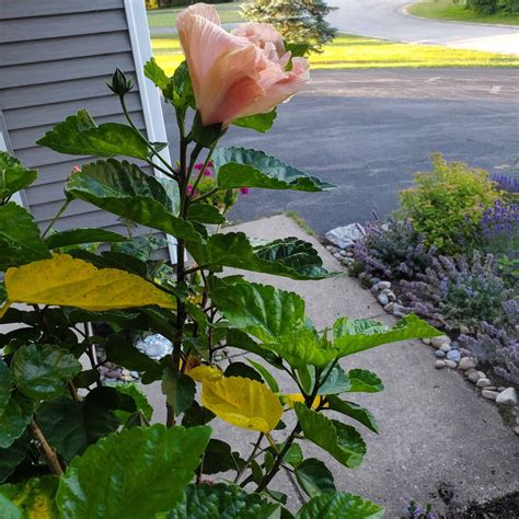 5+ Reasons Behind Hibiscus Leaves Turning Yellow - Plants Craze