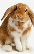 Image result for Baby Bunny Boy