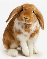 Image result for Baby Lop Eared Bunnies