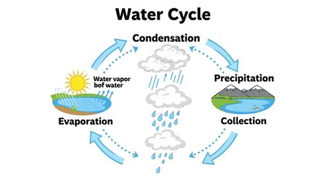 Understanding the Water Cycle A Simple Diagram Showing Evaporation ...