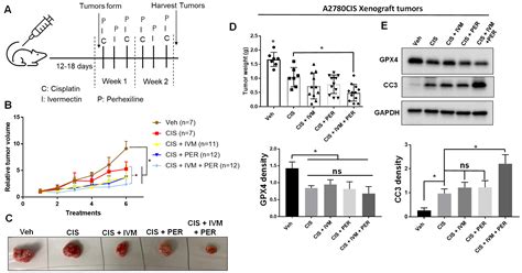 Targeting Heat Shock Protein 27 and Fatty Acid Oxidation Augments ...