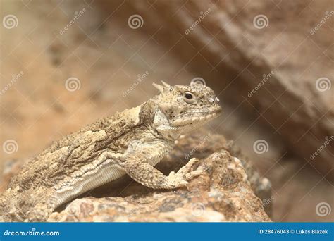 Desert horned lizard stock image. Image of reptile, phrynosoma - 28476043