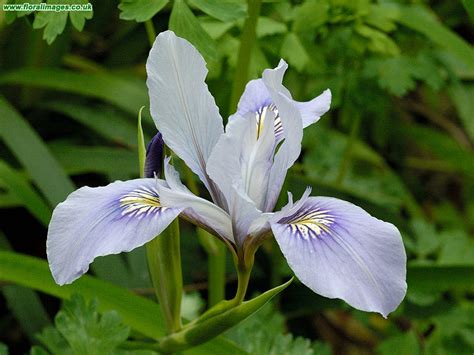 Image result for Iris Vision Order Form