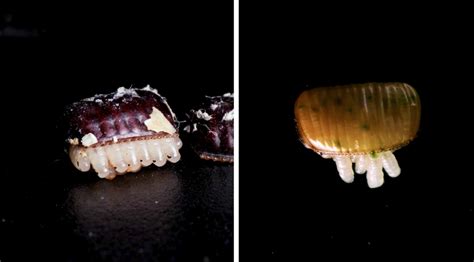 Image result for Cockroach Hatching