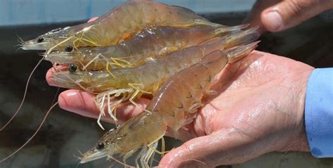 Aquaculture 的图像结果