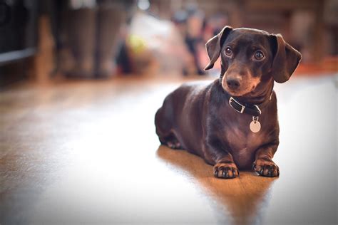 How Many Different Types of Dachshunds Are There?