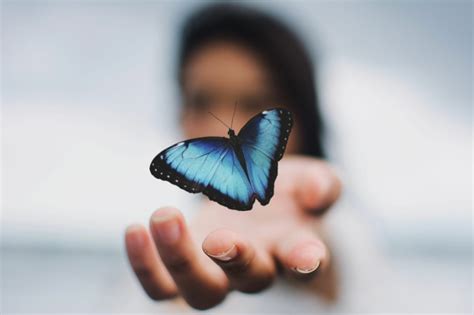 What Do Butterflies Symbolize? The Complete Guide to the Spiritual ...