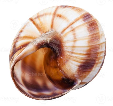 Image result for Snail Mount That Requires Empty Shell