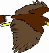 Hawk Clip Art 的图像结果