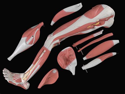 Image result for Leg Muscle Anatomy Model
