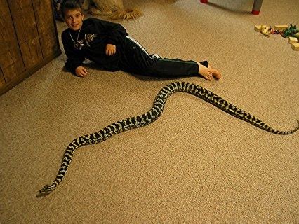 Image result for Carpet Ball Python Hybrid