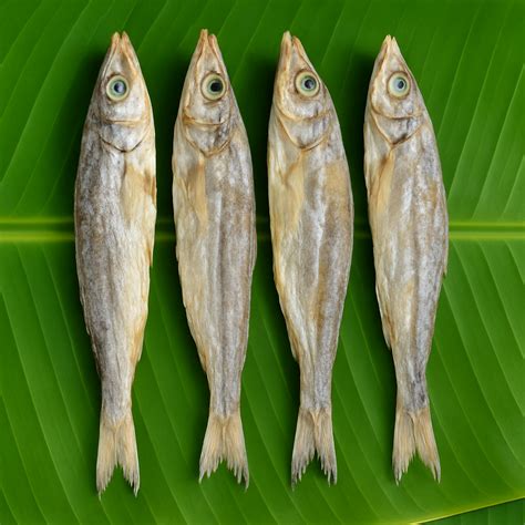 Pencil barracuda (ஊழி) – Thoothukudi Karuvaadu Kadai