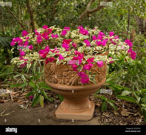 How To Grow Bougainvillea In Pots
