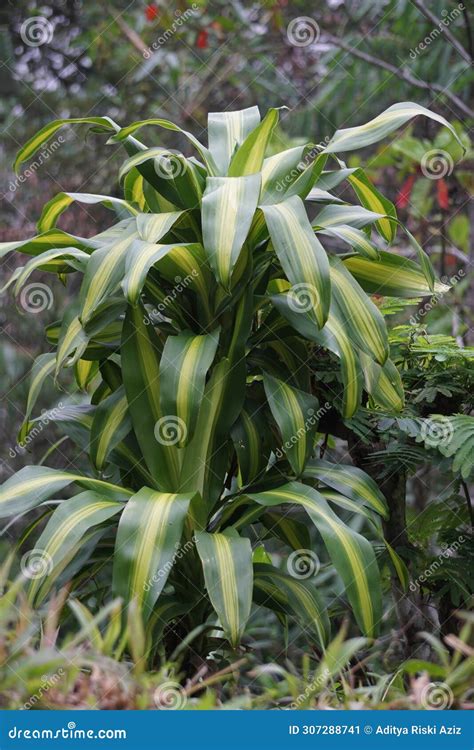 Dracaena Fragrans (cornstalk Dracaena, Striped Dracaena, Compact ...