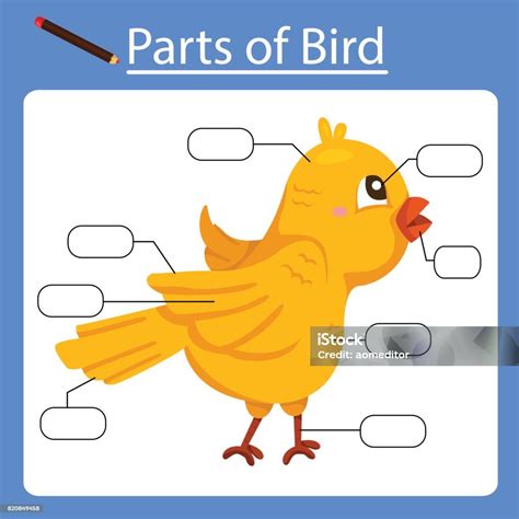 Illustrator Of Parts Of Bird Stock Illustration - Download Image Now ...