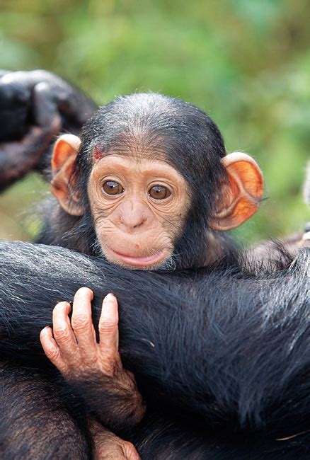 Image result for Monkey Using Computer Meme