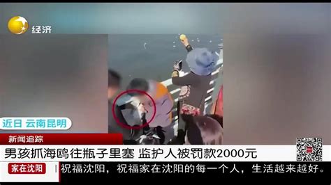 男孩抓海鸥往瓶子里塞 监护人被罚款2000元_新浪新闻