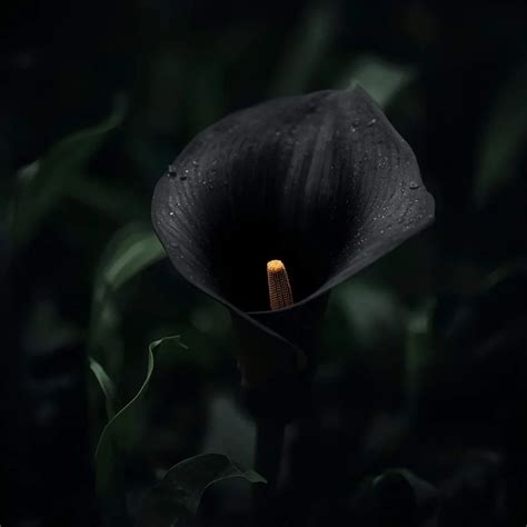 🌸 Calla Lily Symbolism : Spiritual Meanings of Transformation