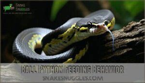 Ball Python Behavior 的图像结果