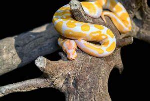 Albino Python 的图像结果