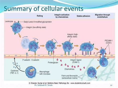 Mechanism of inflammation | PPT