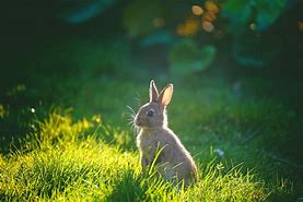 Image result for Cute Baby Black Bunny