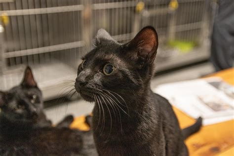 Pets of the Week: Craven-Pamlico Animal Shelter