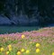 Image result for Most Beautiful Spring Flowers