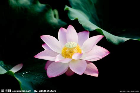 莲花水景、盆栽、艺术创作，古代“中国莲”有着怎样的精神含义？_腾讯新闻