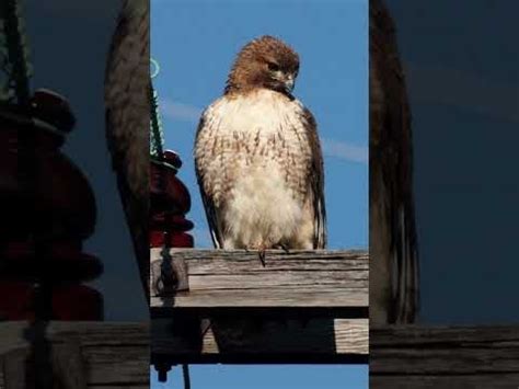 Image result for Hawk Predator Sounds