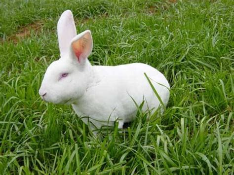 獭兔-地利牧业科技有限公司