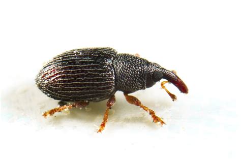 Rice Weevil 的图像结果