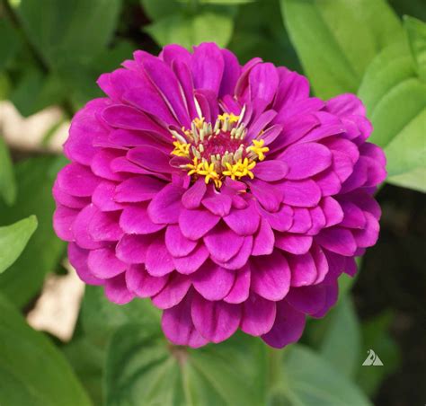 Zinnia Purple Prince (Zinnia elegans) | Applewood Seed Company