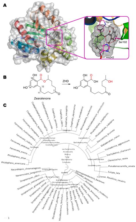 Enzymes for Detoxification of Various Mycotoxins: Origins and ...