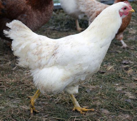 Heritage Chickens: What Are The Breeds? | BackYard Chickens - Learn How ...