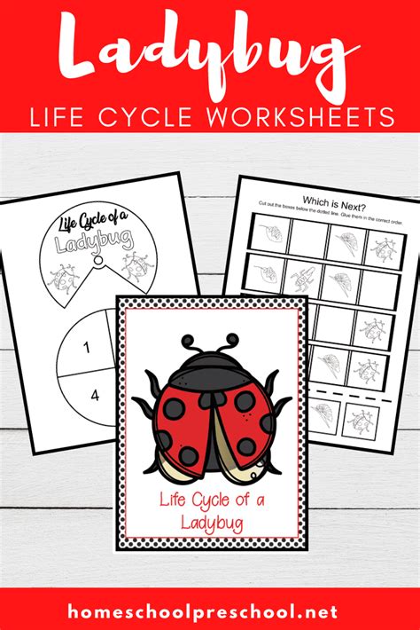 Image result for Ladybug Life Cycle Printable