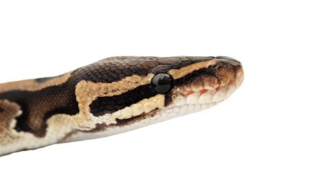 Image result for Python Skin Pattern PNG