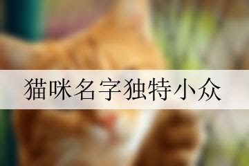 给猫咪取个好听的名字(给英短蓝白猫起名字)_起名_若朴堂文化
