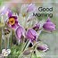 Image result for Good Morning My Love Spring