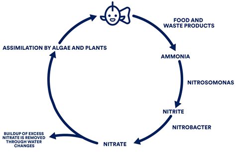 Nitrogen Cycle Diagram - astonishingceiyrs