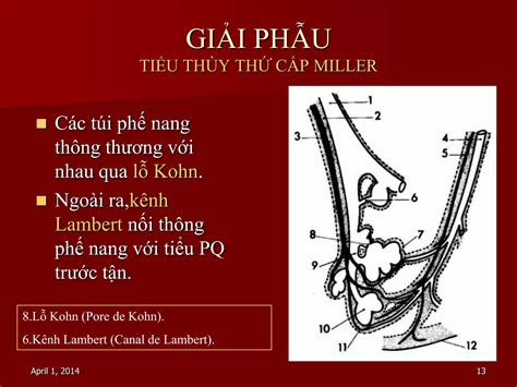 Xq hoi chung phe nang | PPT