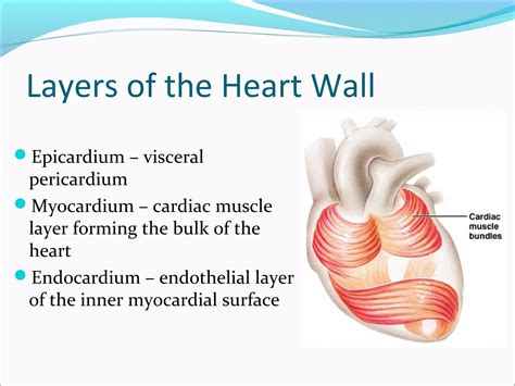 Heart anatomy | PPT