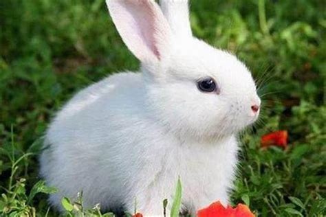 给兔子取名字可爱点的-起名网