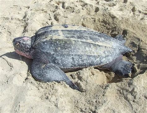 Sea Turtle Types 的图像结果