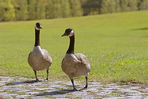 Image result for Goose Sim